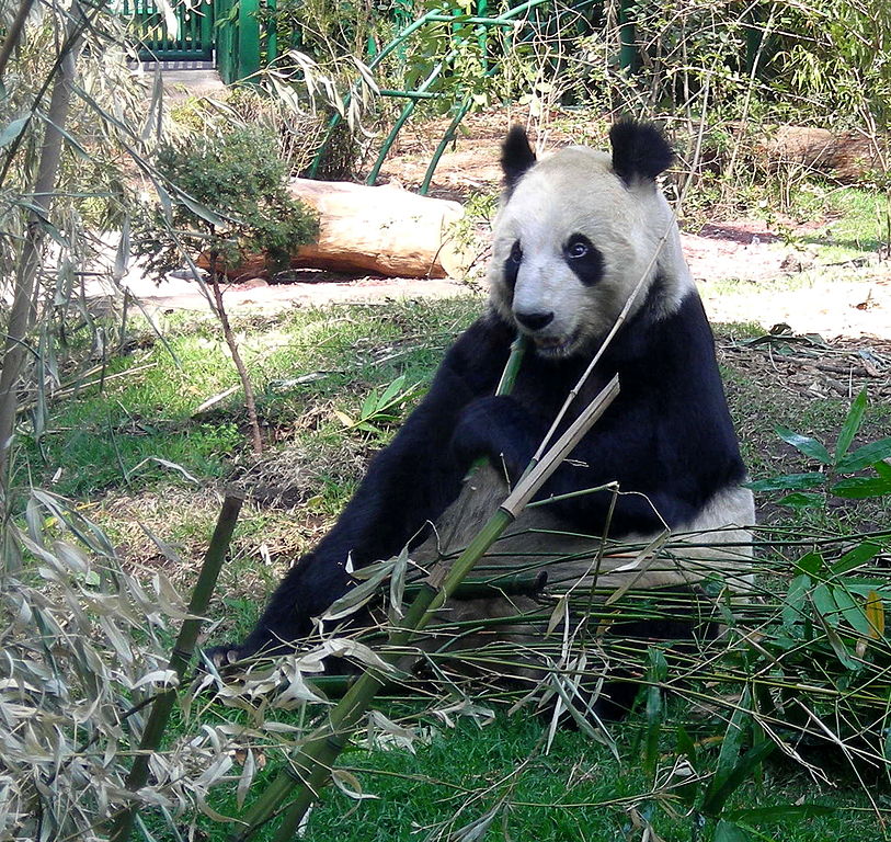 Chapultepec Zoo