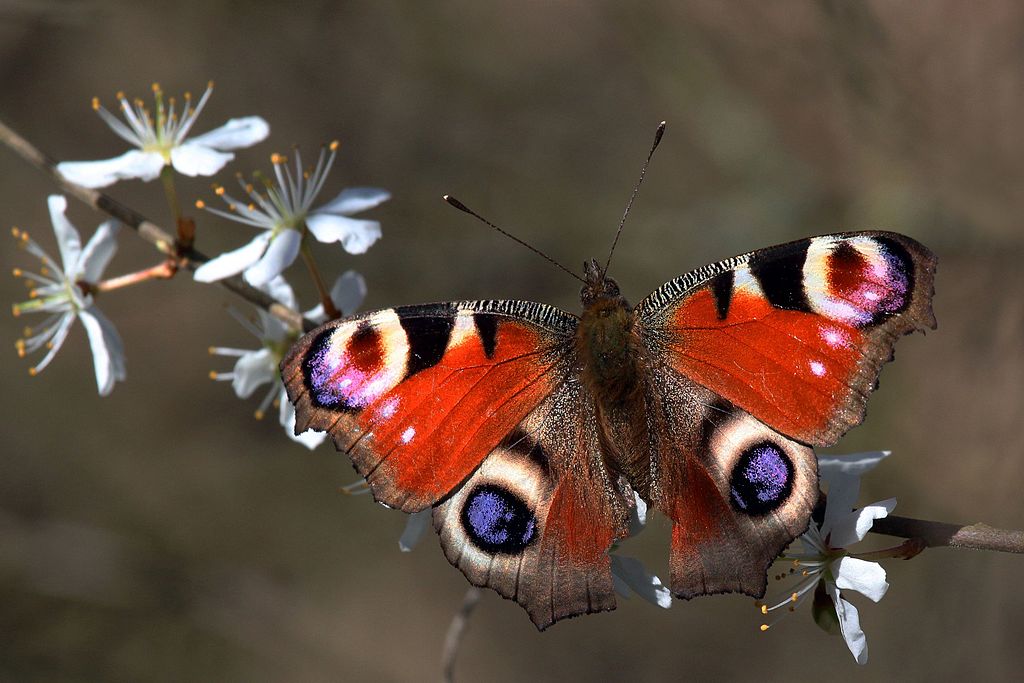 Peacock butterfly