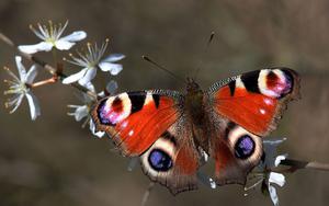 Thumbnail for Witness the Monarch Butterfly Migration from Mexico City