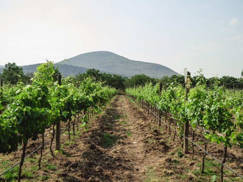 Vineyard & Peña de Bernal