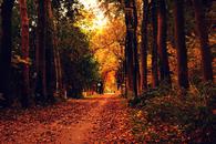Thumbnail for Activities to Do in Fall Season in Mexico City