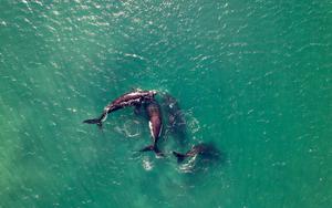 Thumbnail for Everything you need to know about whale watching in San Ignacio Lagoon