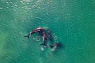 Thumbnail for Everything you need to know about whale watching in San Ignacio Lagoon