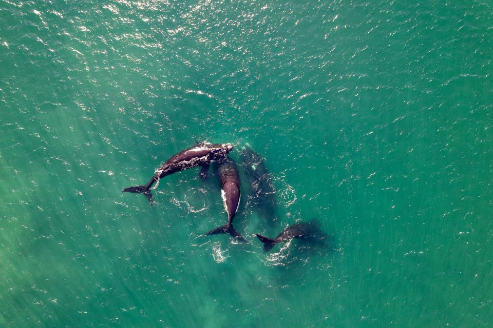 Whale in sea